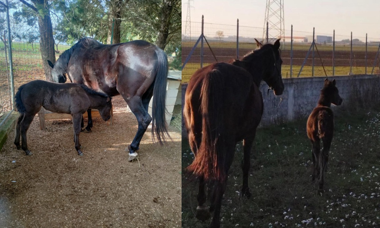 Altamura, rubate 2 cavalle nella notte