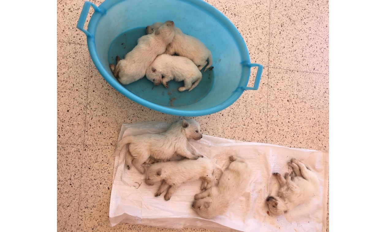 Abbandonati 7 cuccioli in un sacco di nylon