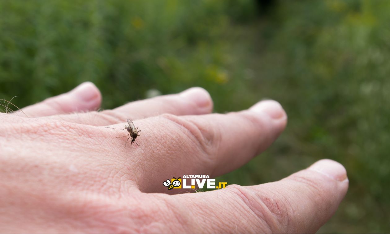 West Nile, il virus della zanzara: primo caso un 60enne di Pisticci ricoverato al Perinei di Altamura