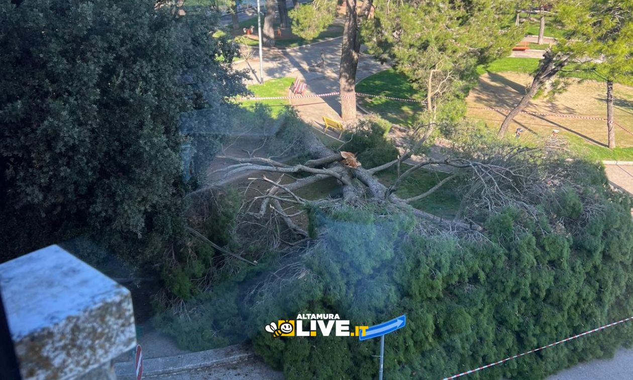 Altamura, caduto un albero in Piazza Stazione a causa del vento