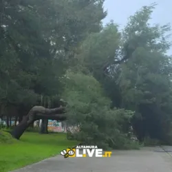 Caduto un albero al Polivalente, in prossimità del Liceo Scientifico di Altamura