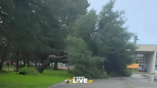 Caduto un albero al Polivalente, in prossimità del Liceo Scientifico di Altamura