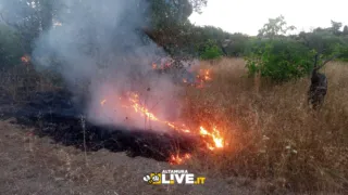 Weekend di fuoco ad Altamura: salvati cento ulivi in via Ruvo e un boschetto in via Corato. Caldo da bollino rosso oggi e domani, 21 luglio