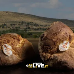 Pane di Altamura “sopravvalutato”? DOP, anni di storia e ricerca scientifica oltre le opinioni
