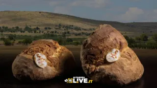 Pane di Altamura “sopravvalutato”? DOP, anni di storia e ricerca scientifica oltre le opinioni